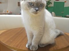 -藏猫猫咖啡主题馆(中央大道店)