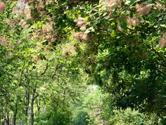 -大兴滨河森林公园