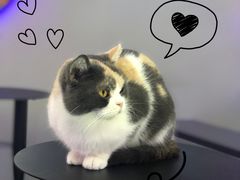 -极木²邸 人与宠物·互动社区