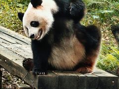 -广州长隆野生动物世界