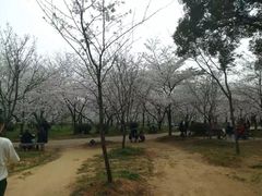 -东湖磨山景区樱花园-停车场