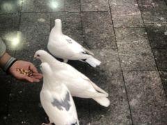 -中粮·祥云小镇