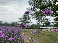 -深圳湾公园(南山区)