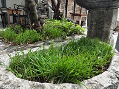 -喵屿·大理花园猫咖