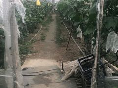 -马陆小张葡萄园农家乐