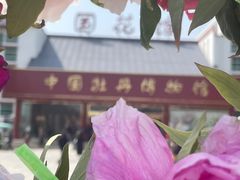 -曹州牡丹园