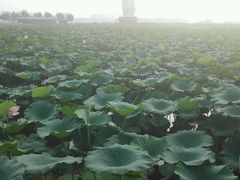 android_upload_pic-白洋淀风景区