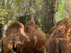 -长白岛森林公园