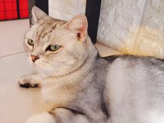 -平行世界·猫咖(首经贸店)