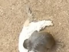-昆明动物园