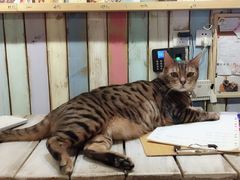 -小时光咖啡馆(开森度假森林店)