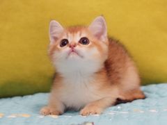 -Bastet sally猫舍购宠(静安店)