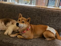 -南京Hallo宠物乐园·哈罗犬舍·柴犬繁育基地