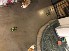 大堂-百好乐宠物友好餐厅(朝外大街店)