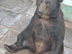 -西霞口神雕山野生动物世界