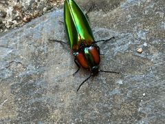-东天目山风景区