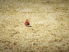 -苏州河梦清园环保主题公园