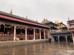 -塔尔寺菩提树