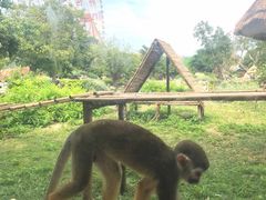 -芽庄珍珠岛游乐园