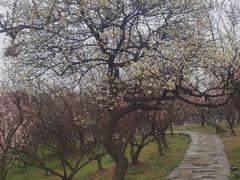 -无锡梅园公园