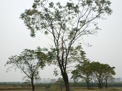 -盘龙城国家考古遗址公园