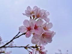 -花开海上生态园