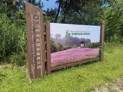 -日照海滨国家森林公园