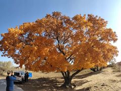-五角枫生态旅游景区