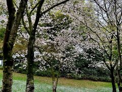 -中国茶叶博物馆(双峰馆区)