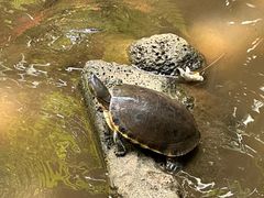 -海南热带野生动植物园