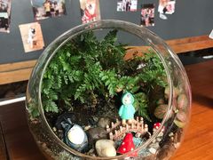 -柴犬高等学院·狗咖·柴犬售卖·宠物训练