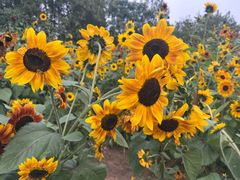 -汉长安城未央宫国家考古遗址公园