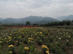 -曲江薰衣草庄园
