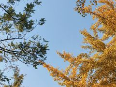 -八大关景区