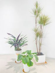 -叶美人医疗美容
