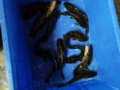 -荣德灶台鱼(圣泉寺店)