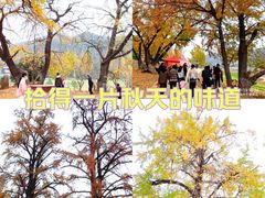 -千年银杏谷文化旅游区