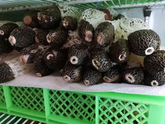 -山菌美食苑(振兴路店)