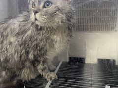 -宠颐生宠物医院·犬猫全科·皮肤科(商业街店)