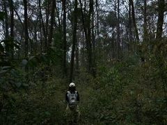 -铁山坪森林公园