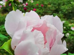 -合肥三国新城遗址公园