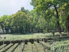 -野蔓果·山野菜(西湖景区·龙井茶田店)