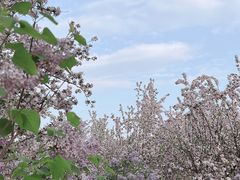 -海棠花溪(元大都城垣遗址公园)