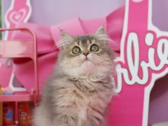 -翊宠yipet猫狗购宠庄园