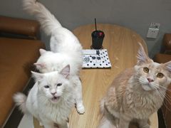 -藏猫猫咖啡主题馆(中央大道店)