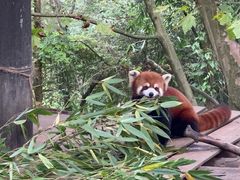 -都江堰中华大熊猫苑
