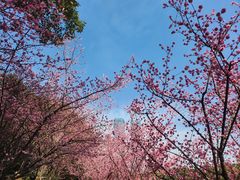 -望江楼公园