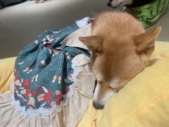 -逗柴咖啡屋·狗咖猫咖宠物桌游