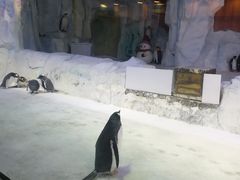 -芜湖新华联大白鲸海洋公园