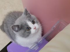 -屋虎猫馆(宝安大仟里店)